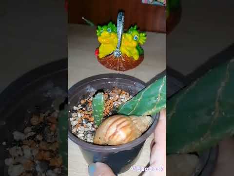 Видео: ОДНА ИЗ МОИХ ОПУНЦИЙ-"КОБРА" ОКТЯБРЬ 2024