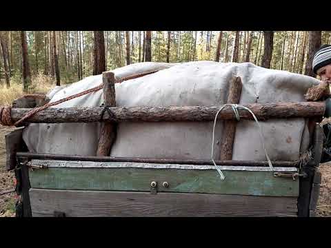 Видео: Едем в лес за шишками / зачем нам шишки?