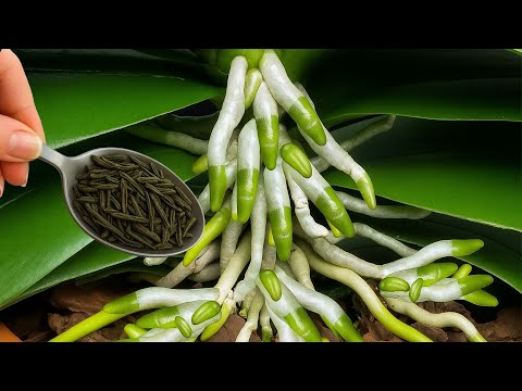Видео: В 100 раз сильнее чеснока! Даже самые слабые орхидеи выздоравливают и пышно цветут.