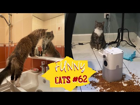 Видео: Смешные КОТЫ #62 / Лучшие приколы 2024 / Funny cats.