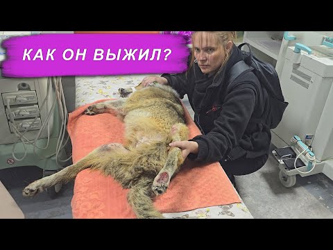 Видео: Попытайтесь представить себя на его месте!