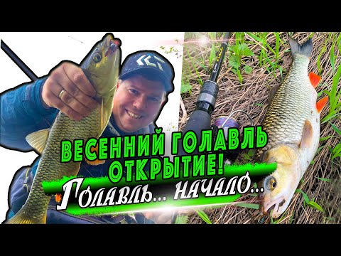 Видео: Весенний голавль | Ловля голавля на микроджиг и Воблеры минноу