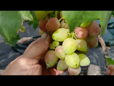 Видео: Обзор некоторых сортов винограда на 31 июля 2025 года.