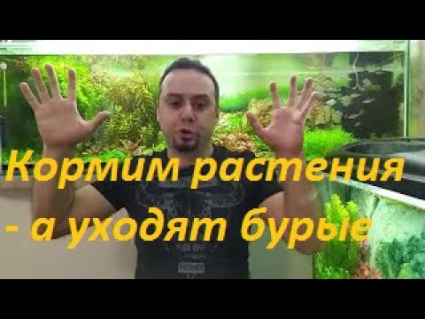 Видео: Бурые водоросли VS Питание аквариумных растений