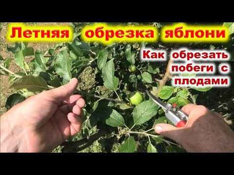 Видео: ЛЕТНЯЯ ОБРЕЗКА ЯБЛОНИ  с урожаем