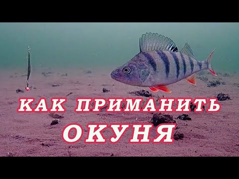 Видео: Как ПРИМАНИТЬ ОКУНЯ! Безотказная Приманка РАБОТАЕТ ВСЕГДА и У ВСЕХ!