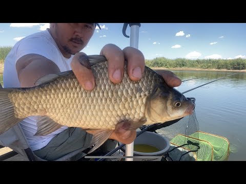 Видео: Рыбалка в Узбекистане!! Сазан! Карась! Змееголов!!