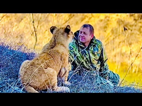 Видео: УДИВИТЕЛЬНАЯ ЛЮБОВЬ спасенного маленького львенка Симбы к Олегу Зубкову, такая привязанность!