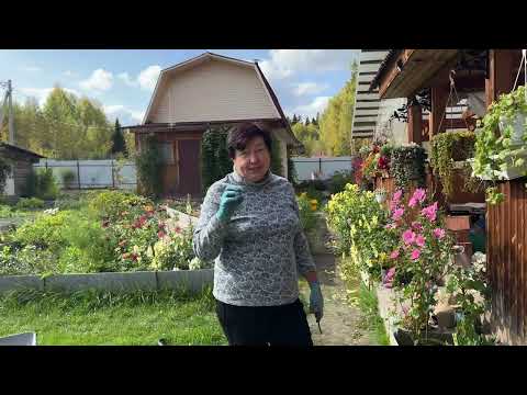 Видео: ЧТО ДЕЛАТЬ ОСЕНЬЮ С ИРИСАМИ, ФЛОКСАМИ И ПИОНАМИ