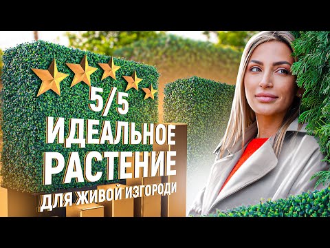 Видео: САМШИТ 🌿 посадка, полив, стрижка и уход. Самшит в ландшафтном дизайне