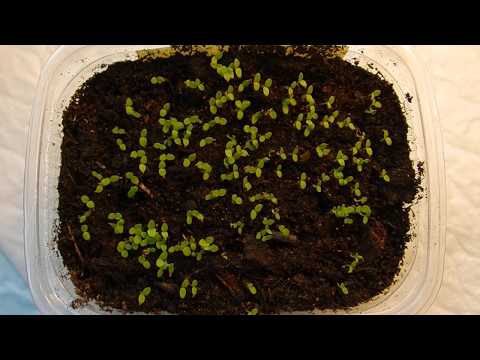 Видео: Сколько всходят семена табака
