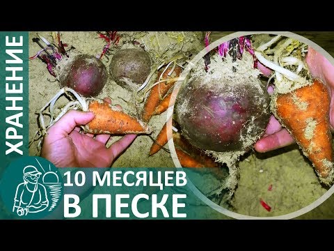 Видео: ☘ Как длительно хранить морковь и свеклу — идеальные овощи с прошлого года