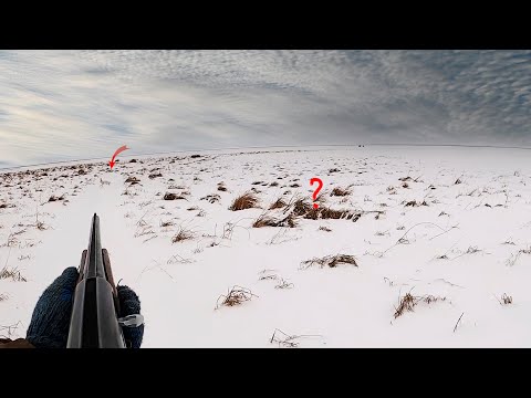 Видео: ОХОТА на ЗАЙЦА 2024. Вытропил двоих.