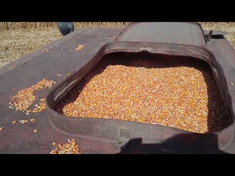 Видео: СК 5 нива косит кукурузу люфтерами. 70ц. Хотын.