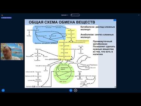 Видео: Михаил Никитин. Лекция 8. Эволюция обмена веществ