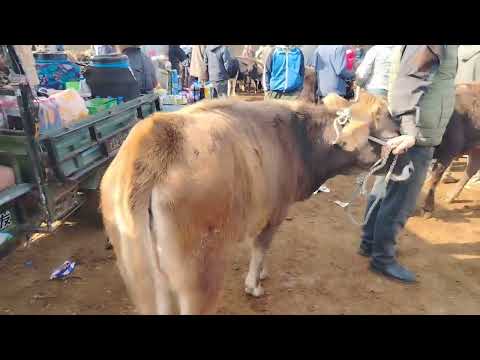 Видео: 7 НОЯБРЯ 2025Г. МОБОЗОРИ ХОЧИ ШАРИФ НАХУ НАВОИ ГУНАЧИНХО 