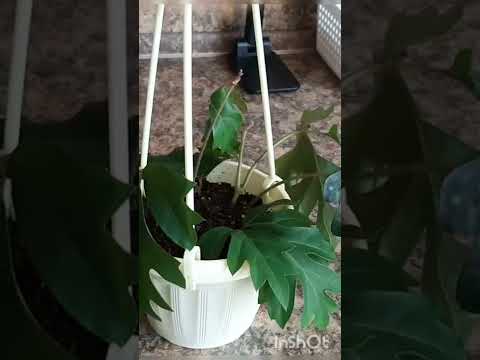 Видео: ВСЁ НЕ ПО ПЛАНУ!