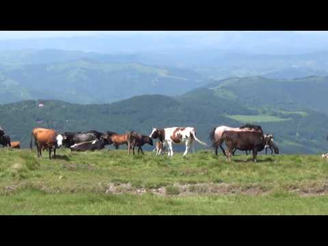 Видео: ОТ КЪРНАРЕ И БЕКЛЕМЕТО ПРЕЗ ДЕРМЕНКА ДО ДОБРИЛА