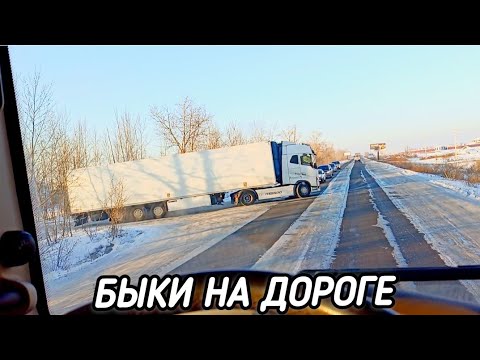 Видео: НАША СОЛИДАРНОСТЬ, ПАРАШЮТ НА FAW и БЫКИ НА ДОРОГЕ 🤬🐂