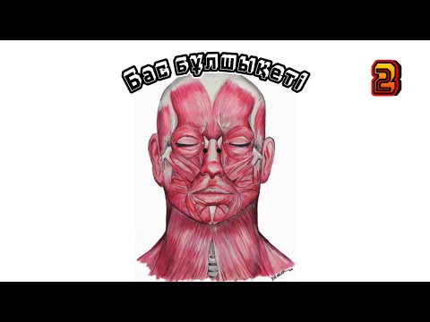 Видео: Бас бұлшықеті (M. Capitis). Көз маңындағы , мұрын маңындағы бұлшықет.