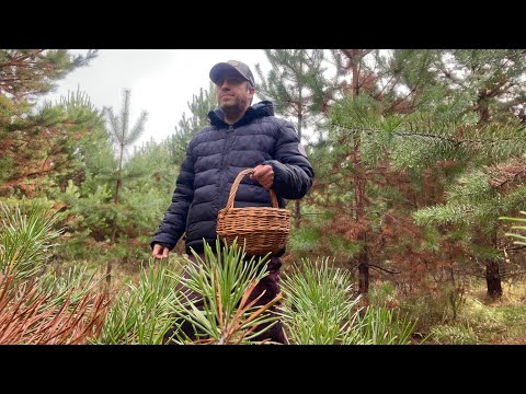 Видео: Грибы в конце октября! Пошли маслята! Корзинка грибов! Грибы 2025