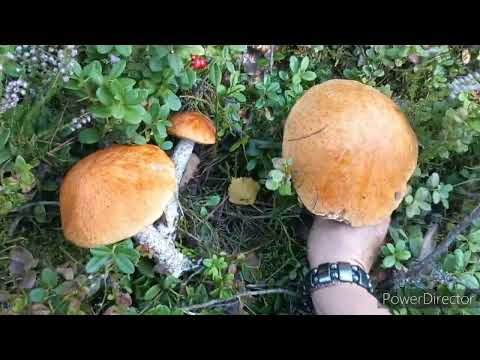 Видео: Грибы 🍄 Боровые Белые,  Незапланированая удачная прогулка по лесу
