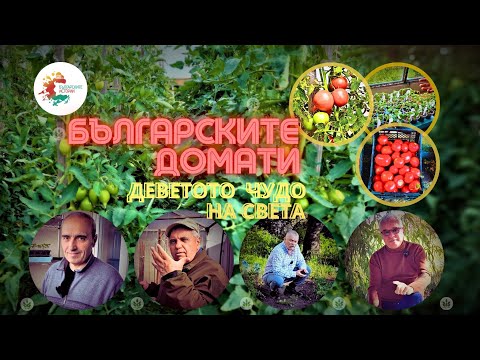 Видео: Най-вкусните и качествени домати на света-деветото чудо на Планетата. Българските домати. Вкусете ги