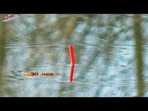 Видео: Ловля на ХИТРУЮ УЛОВИСТУЮ снасть Ловля плотвы осенью
