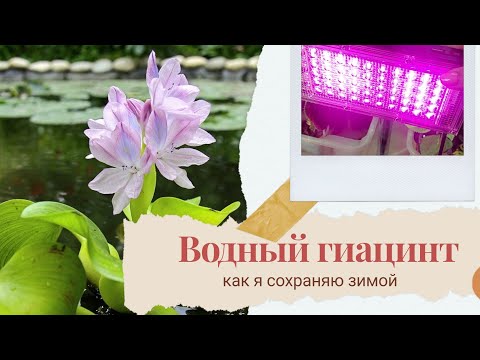 Видео: Водный гиацинт (эйхорния). Как сохранить зимой