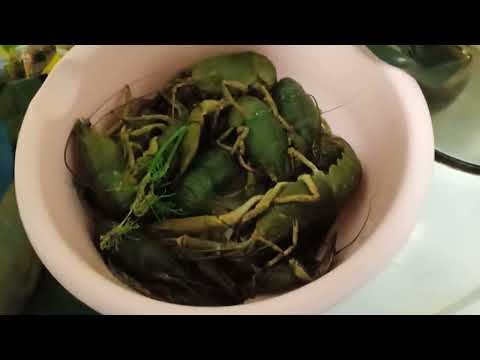 Видео: Ловля , рецепт приготовления и что можно есть в речных раках,закрытие сезона по ракам 2022 09 16