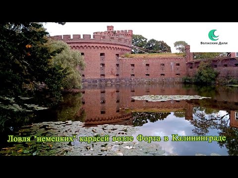 Видео: Ловля «немецких»  карасей возле Форта В Калининграде