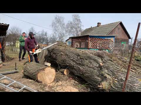 Видео: Кто бы мог представить, что Вяз может быть таким