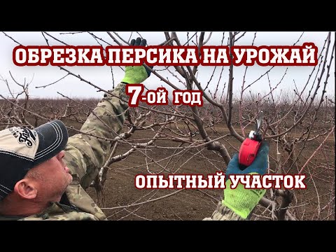 Видео: ОБРЕЗКА ПЕРСИКА НА УРОЖАЙ/7-ой год от посадки/Опытный участок