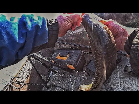 Видео: ЖЕСТЬ КАКИЕ КАБАНЫ !!!ДАВНО ЖДАЛ ТАКУЮ РЫБАЛКУ