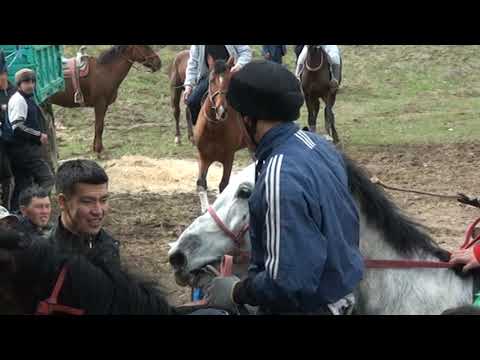 Видео: Көкпар ЖАҢАТАЛАП