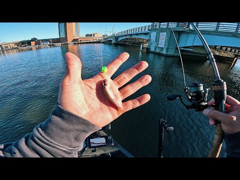 Видео: Я вернулся с живой наживкой (пескари ловят больше рыбы?)