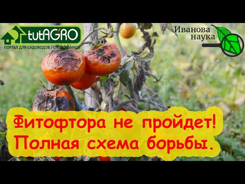 Видео: КАК НЕ ПУСТИТЬ ФИТОФТОРУ К СЕБЕ В ОГОРОД. Сделайте ТАК и фитофтороз ДАЖЕ НЕ ПОЯВИТСЯ!