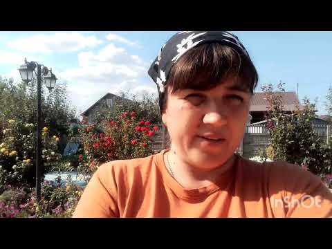 Видео: Як пришвидшити достигання овочів? Такого Вам точно не розкажуть. Як зупинила фітофтору на помідорах?