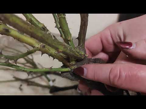 Видео: Обзор саженцев роз🌹🌹 из питомника Мишкины розы🐻🐻 Получила первый заказ с саженцами роз 🌹