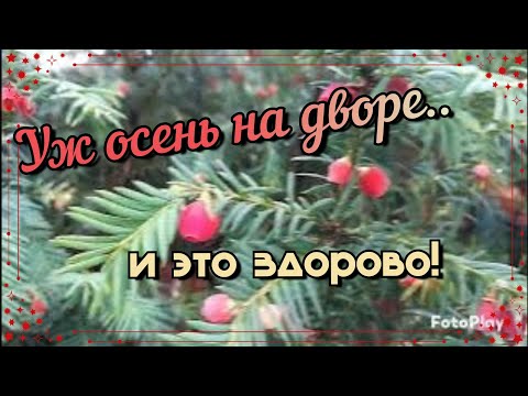 Видео: Дела похудейские.Пробую киноа ,делаю йогурт,гуляю по ночам 🤭