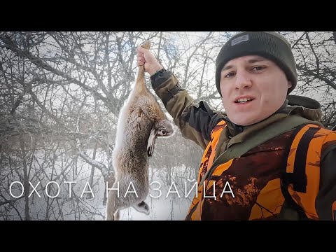 Видео: Охота на зайца. ЗАЙЦЫ БЕГАЮТ КАК МЫШИ. Охота с гончими.