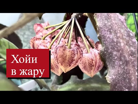 Видео: ПОЧЕМУ Хойя СБРОСИЛА БУТОНЫ В ЖАРУ ? Что НЕ ТАК ?🤔