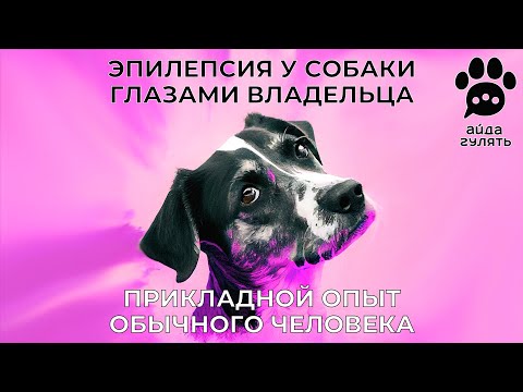 Видео: Эпилепсия у собаки глазами владельца. Прикладной опыт обычного человека | АЙДА ГУЛЯТЬ