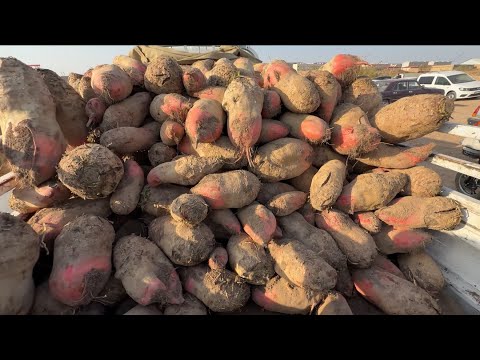 Видео: ДЕХКОН БОЗОР НАРХЛАР МОЛ БОЗОРДА 23 10 2025 г.