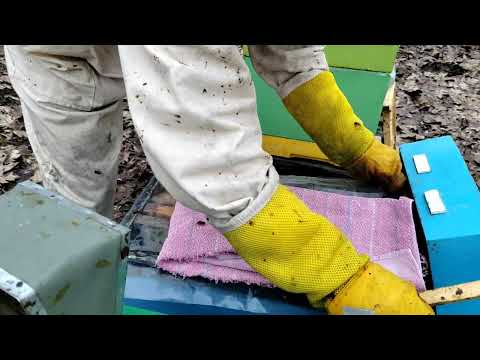 Видео: Не для слабонервных, лучше не смотреть СОКРАЩЕНИЕ ГНЕЗДА  #пчеловодство #сокращениесемьи #пчёлы