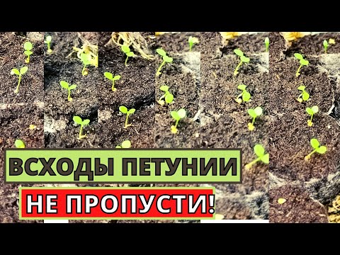 Видео: Как взошла ПЕТУНИЯ? Какие важные меропряития провести после всходов?