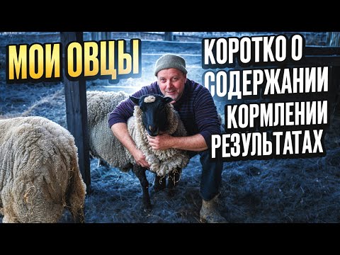 Видео: Мои овцы: коротко о содержании, кормлении, результатах. Мой опыт и "Мое Подворье"