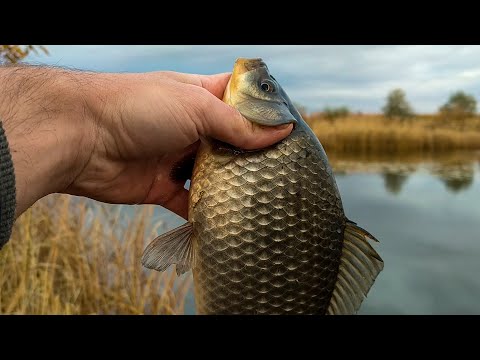 Видео: ЛОВЛЯ КАРАСЯ ПОЗДНЕЙ ОСЕНЬЮ!! ВЫБОР МЕСТА, СНАСТЕЙ, НАСАДОК и ПРИКОРМОК – ВСЕ, ЧТО НУЖНО ЗНАТЬ!!