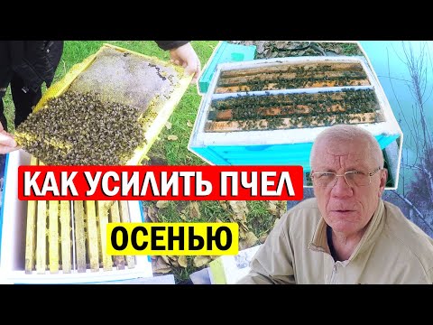 Видео: Как усилить слабый отводок осенью? ГЛАВНАЯ ЗАДАЧА пчеловода в Ноябре!