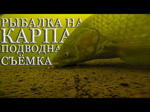 Видео: РЫБАЛКА НА КАРПА подводная съёмка